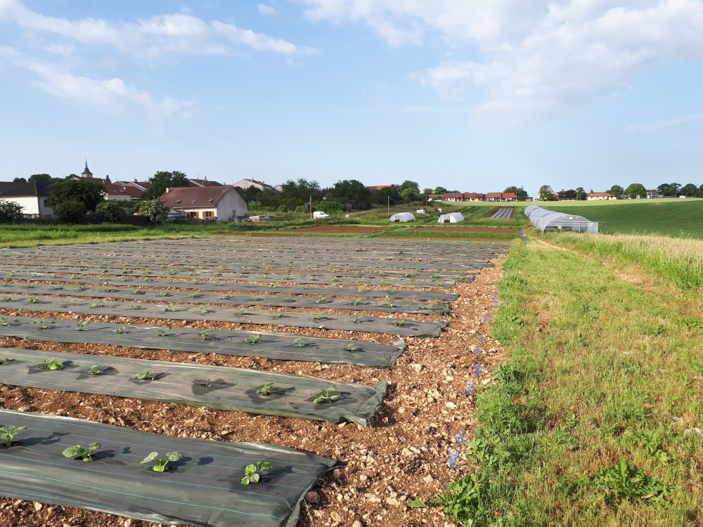 Notre production de légumes bio à Ochey