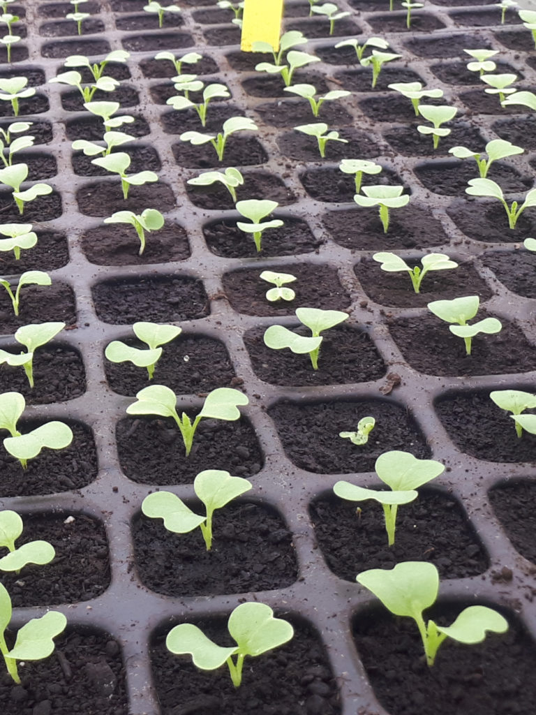 jeunes plants de choux