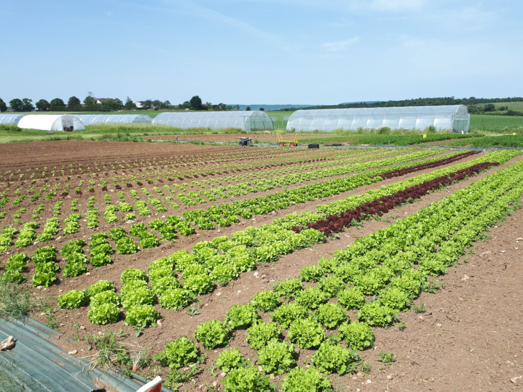 Plantation de salades