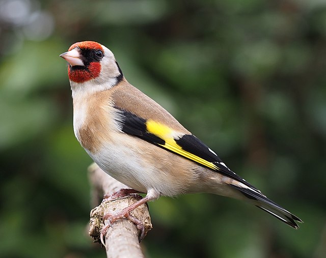 chardonneret élégant