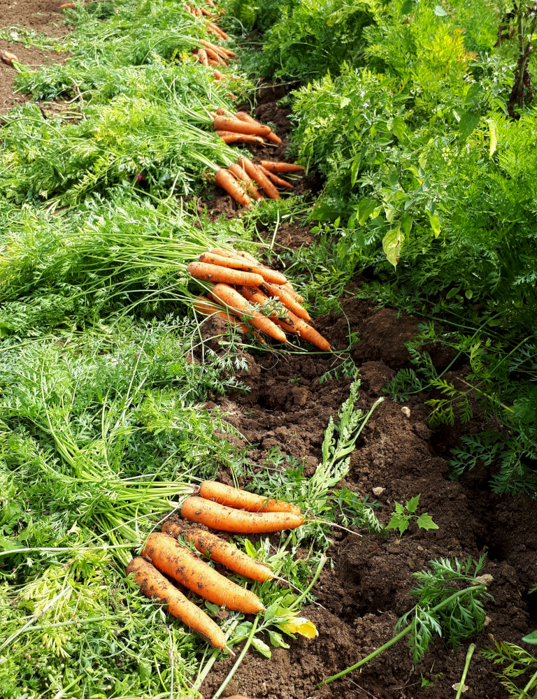 carotte sorties du sol avec leurs fanes
