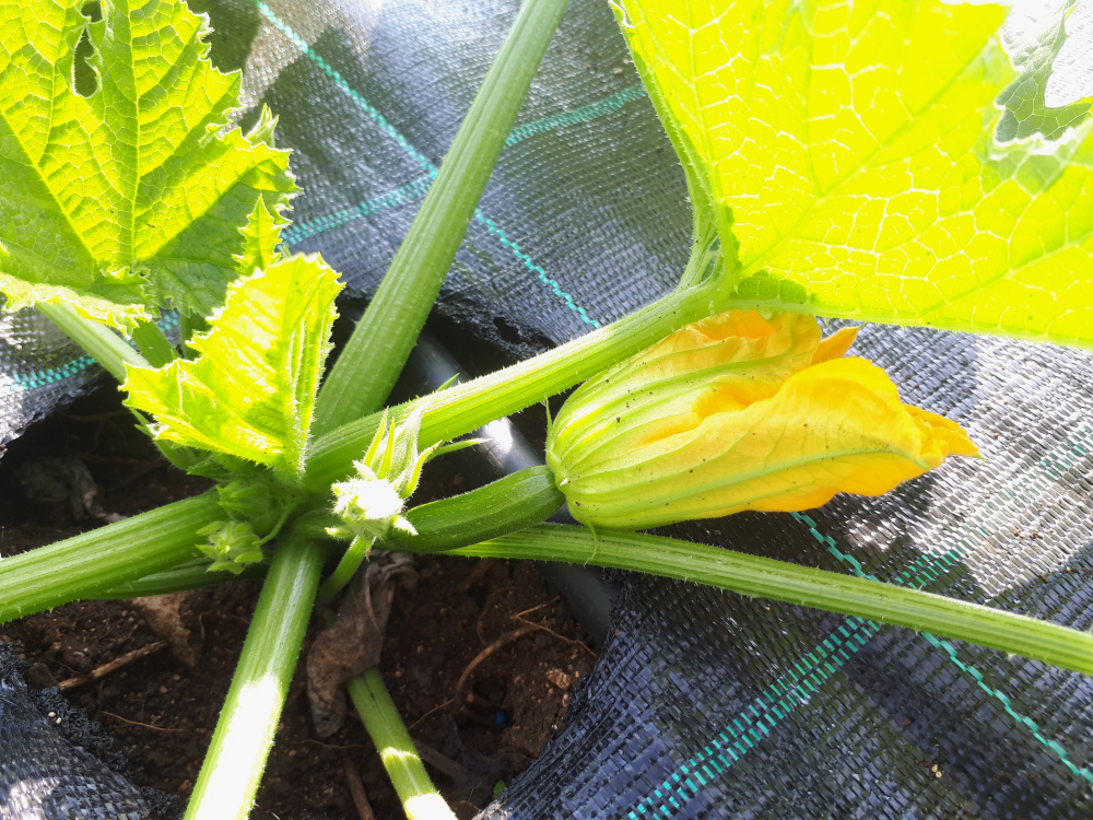 courgette en cours de floraison