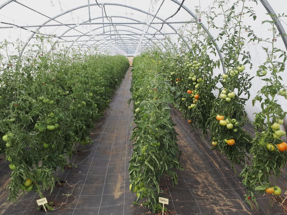 Tunnel à tomates avec peinture d'ombrage